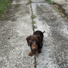 Vito profile