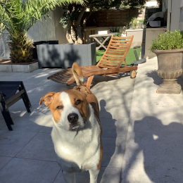 Ralph profile