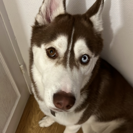 Valky profile