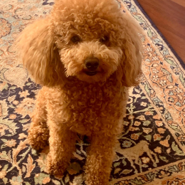 Molly profile