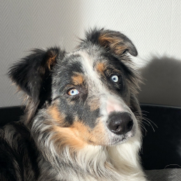 Newton  profile