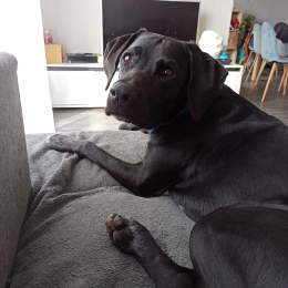 Pongo profile