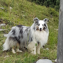Noum profile