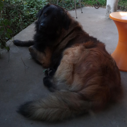 Corto et titya profile