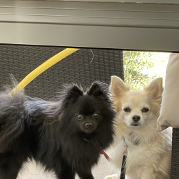 Linky et tchika profile