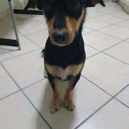Balou profile