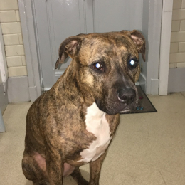 Athena  profile