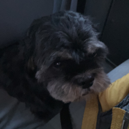 Mochi profile