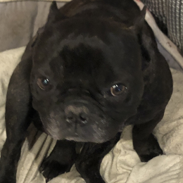 Max profile