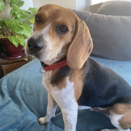 Flash profile