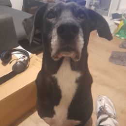 Dexter profile