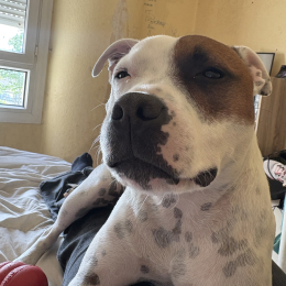 Tyron profile