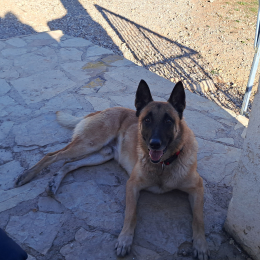 Tayson profile