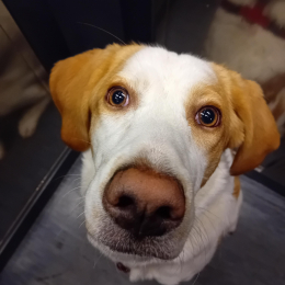 Asha profile