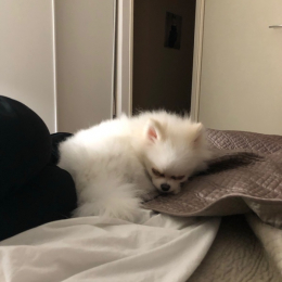 Pablo profile