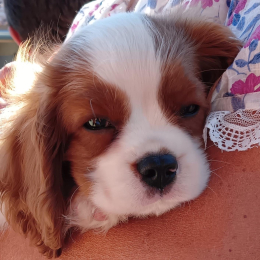 Tinto profile