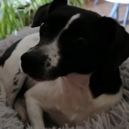 Calie profile