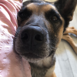 Molfy profile