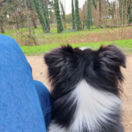 Orion profile