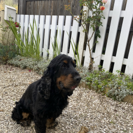 Léon profile