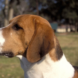 Rayko profile