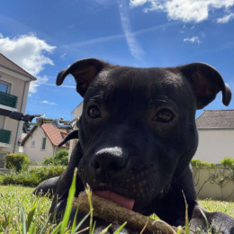 Skoty profile