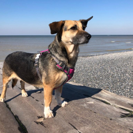 Rescue profile