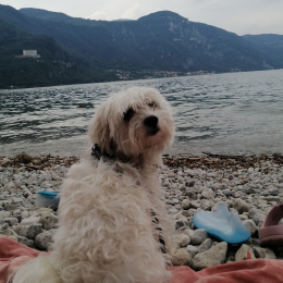 Doggo profile