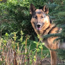 Nolhan profile