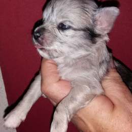 Perla et ruby profile