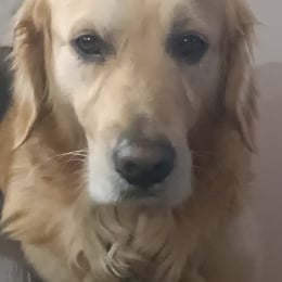 Sherlock profile