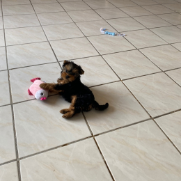 Zoe profile