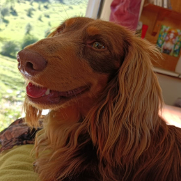 Léon profile