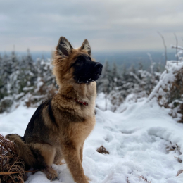 Oxia profile