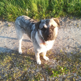 Odin profile