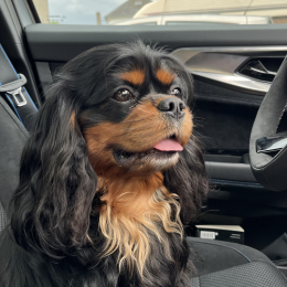 Ralfy profile
