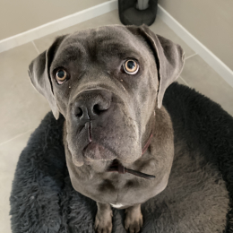 Malo profile