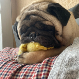 Frank profile