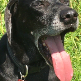 Blakie profile