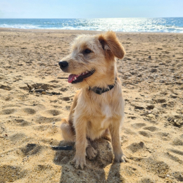 Bonnie profile