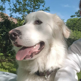Miszka profile