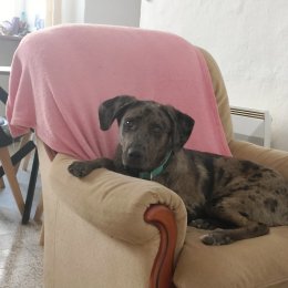 Buddy profile