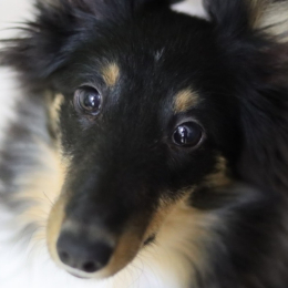 Taïga profile