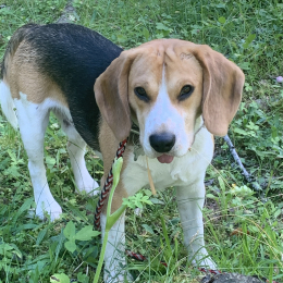 Pongo profile