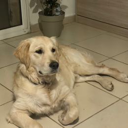 Kaïto profile