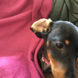Noisette profile
