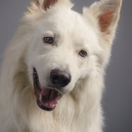 Olaf profile
