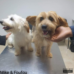 Mike et foufou profile