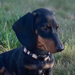 Raymond profile