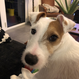 Polo profile